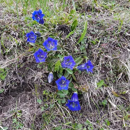 Larein Daire Galtür